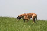 DOGUE ALLEMAND 501